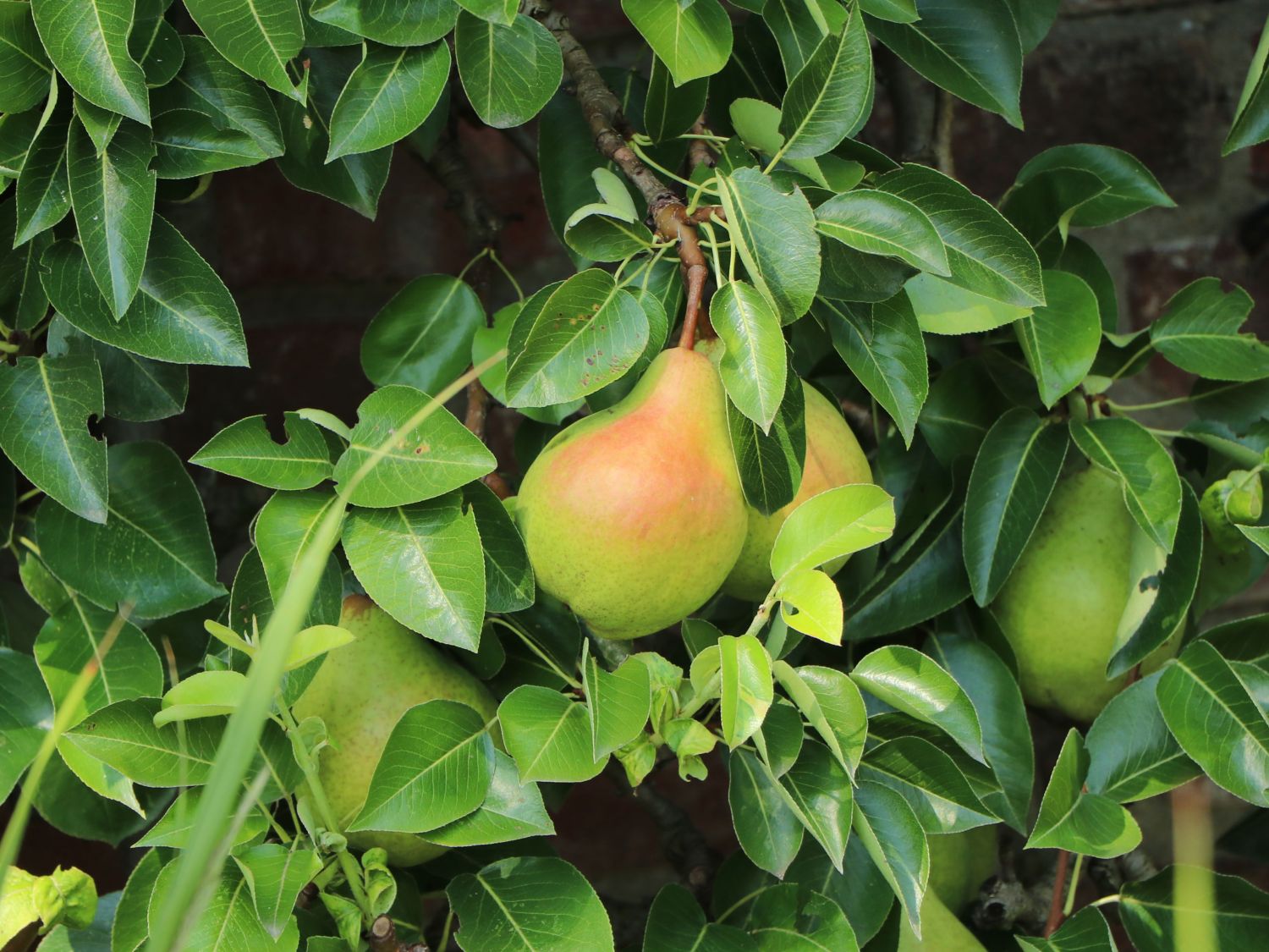 Sommerbirne 'Gute Luise' (mittel) - Pyrus communis 'Gute Luise' -  Baumschule Horstmann