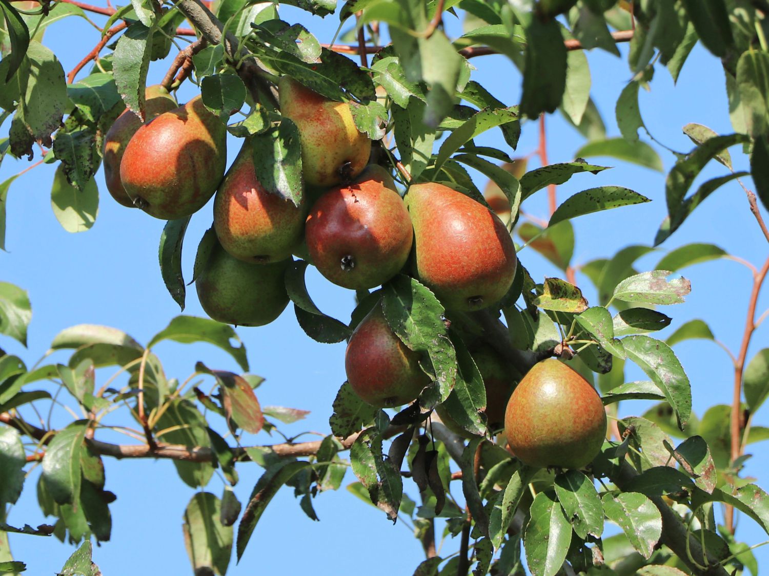 Sommerbirne &amp;#39;Petersbirne&amp;#39;, &amp;#39;Honigbirne&amp;#39; früh - Pyrus communis ...