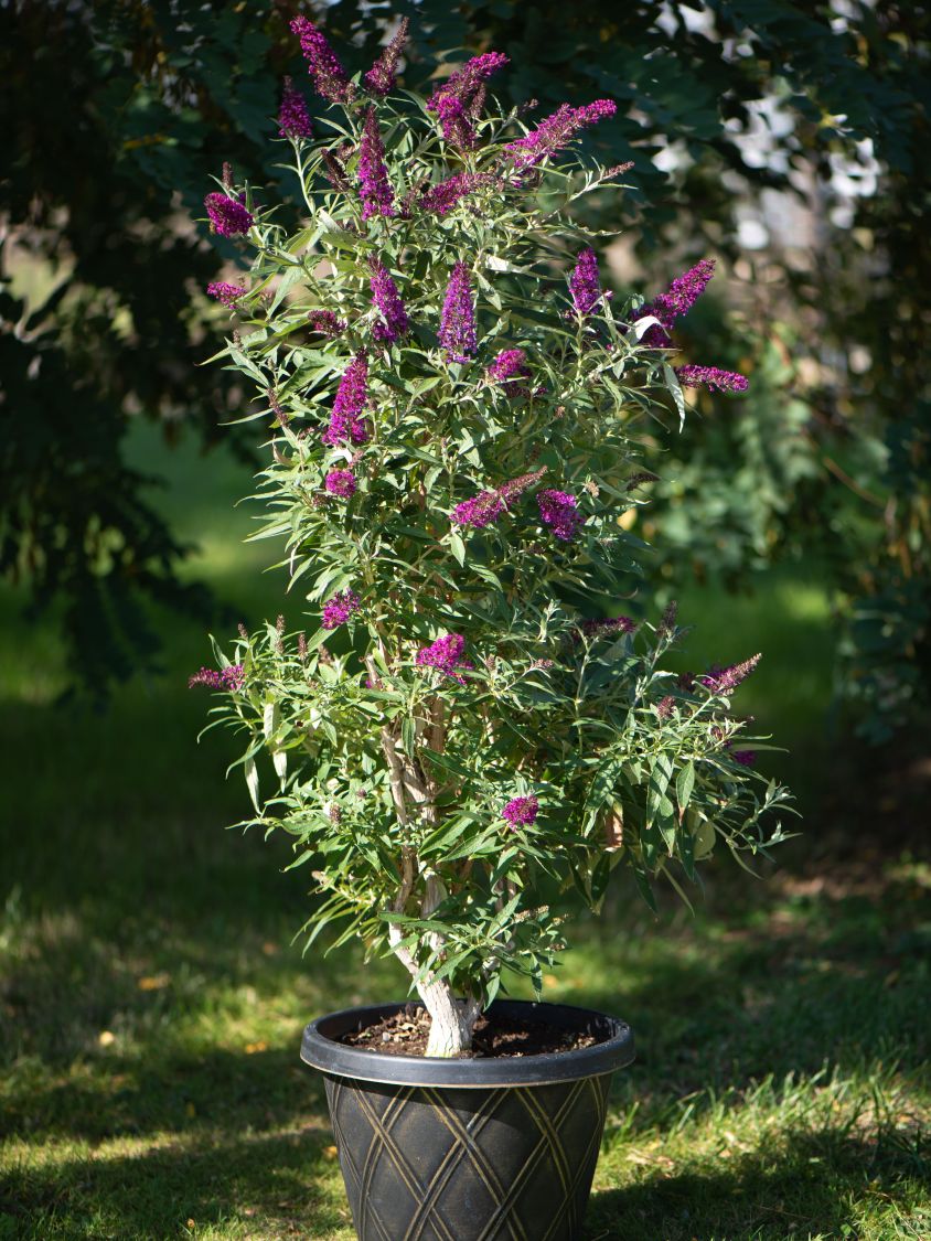 Sommerflieder / Schmetterlingsstrauch 'Butterfly Tower' - Buddleja davidii  'Butterfly Tower' - Baumschule Horstmann