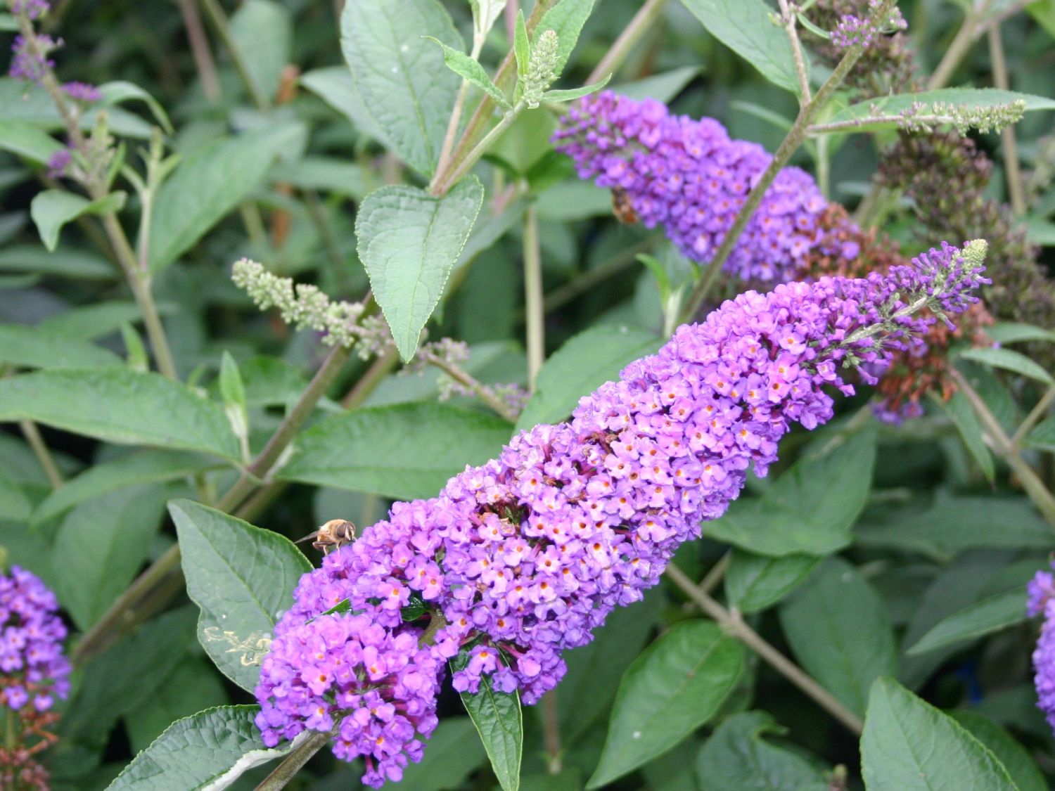 Buddleja 'Lochinch' - Buisson à Papillons En Pot 40-60 Cm, Fleurs Bleu-violet