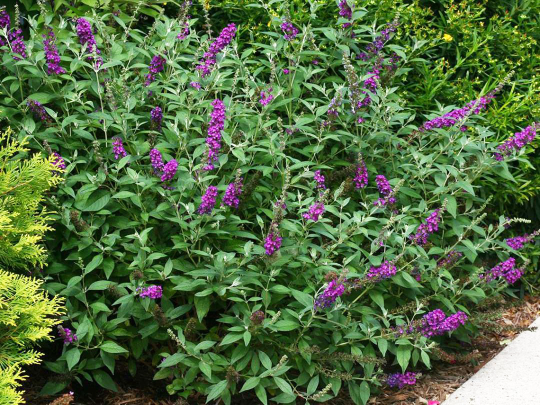 Sommerflieder / Schmetterlingsstrauch Proven Winners ® 'Miss Violet' -  Buddleja davidii Proven Winners ® 'Miss Violet' - Baumschule Horstmann