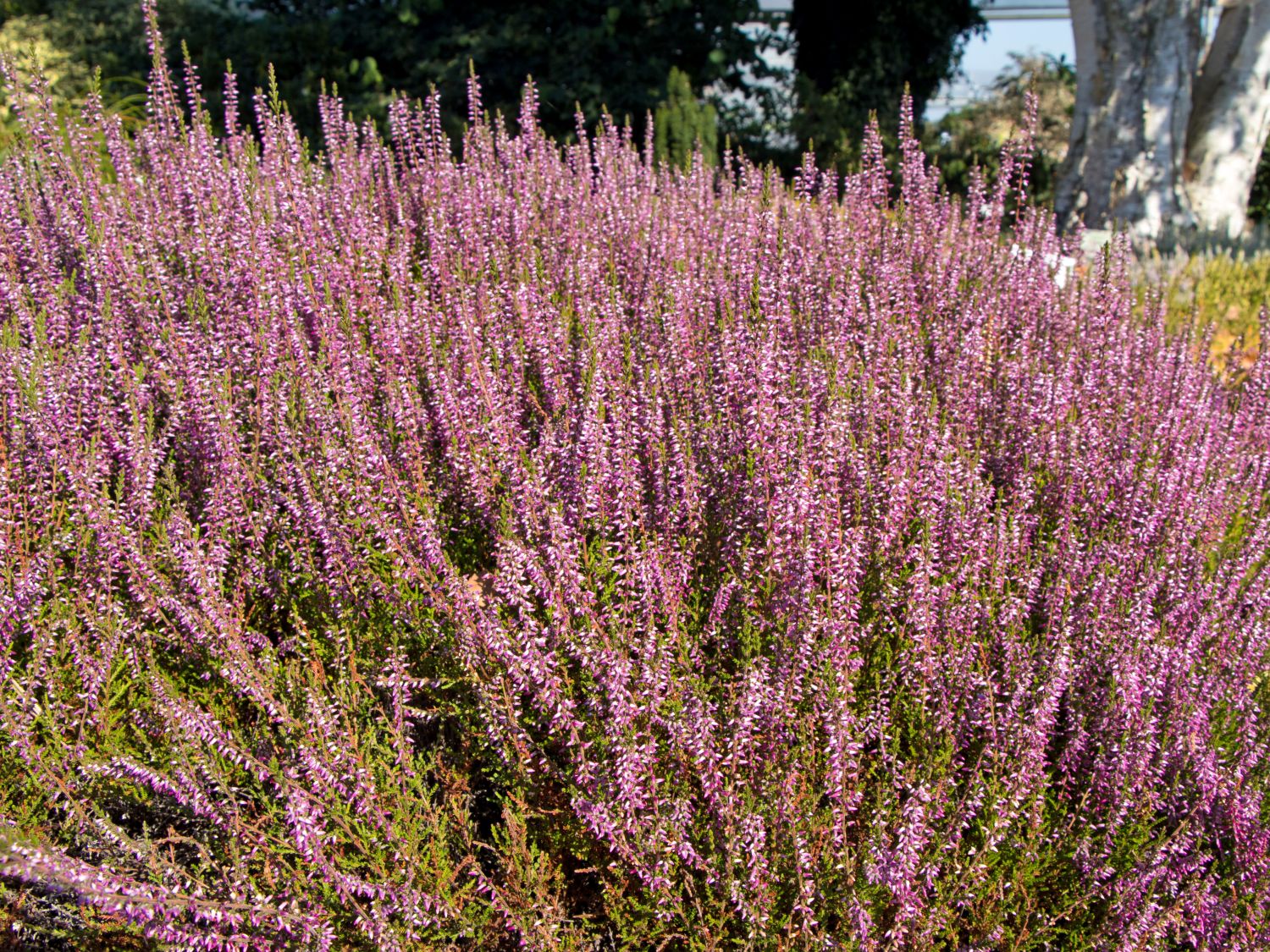 Sommerheide / Besenheide 'Marleen' - Calluna vulgaris 'Marleen'