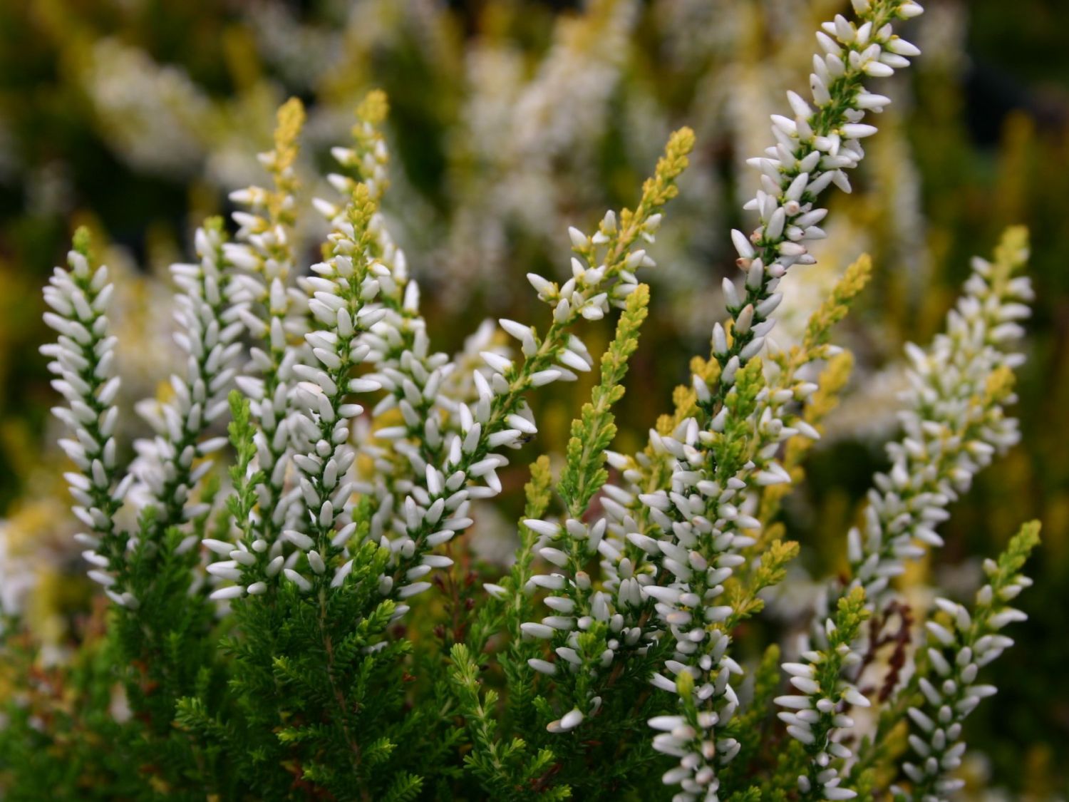 Sommerheide / Besenheide 'Sandy' - Calluna vulgaris 'Sandy'