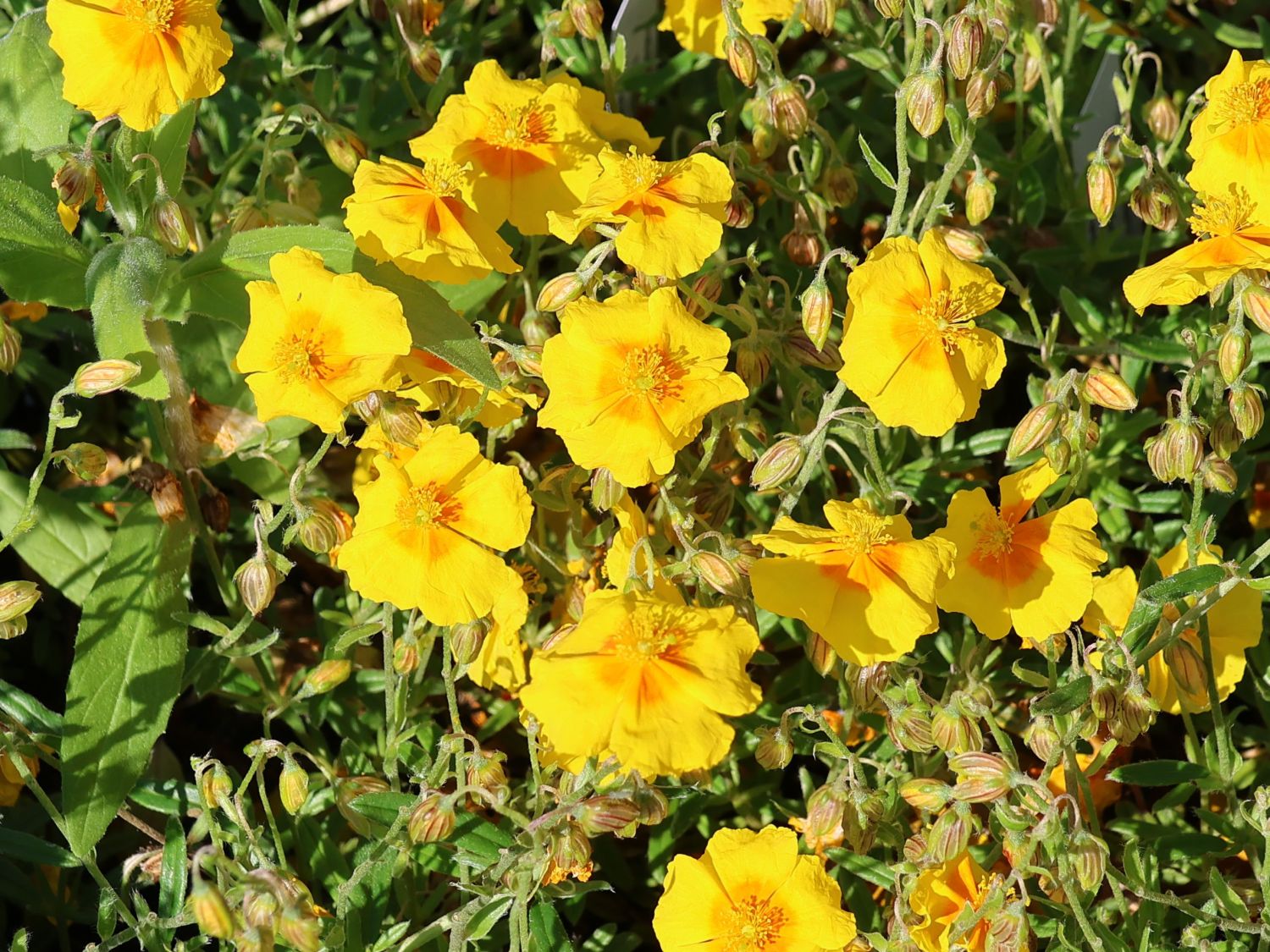 Sonnenrschen 'Ben Fhada'