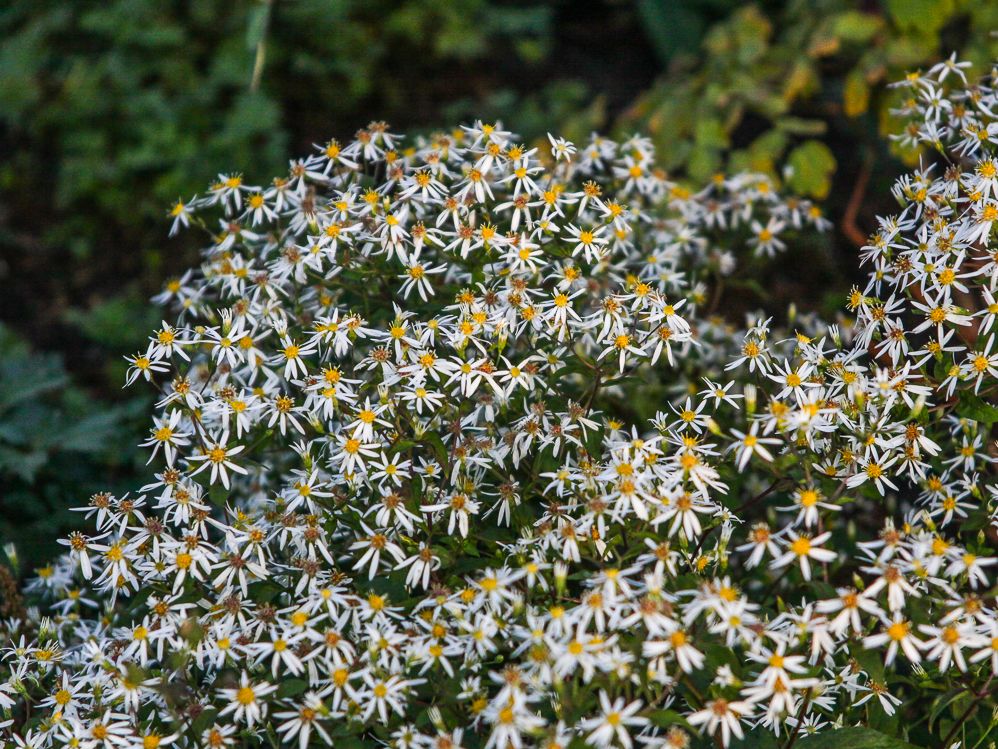 Sperrige Aster 'Tradescant' - Schönste Stauden & Expertenwissen