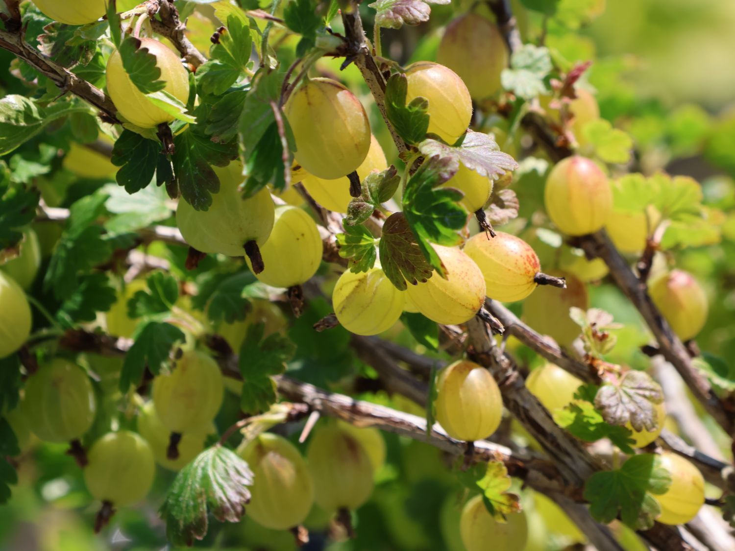 Stachelbeere \'Hinnonmäki gelb\' - Ribes uva-crispa \'Hinnonmäki gelb\' -  Baumschule Horstmann