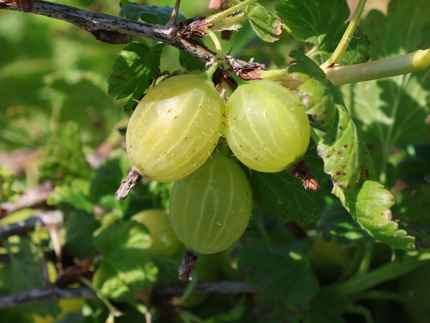 Stachelbeere 'Hinnonmäki gelb' - Ribes uva-crispa 'Hinnonmäki gelb' -  Baumschule Horstmann