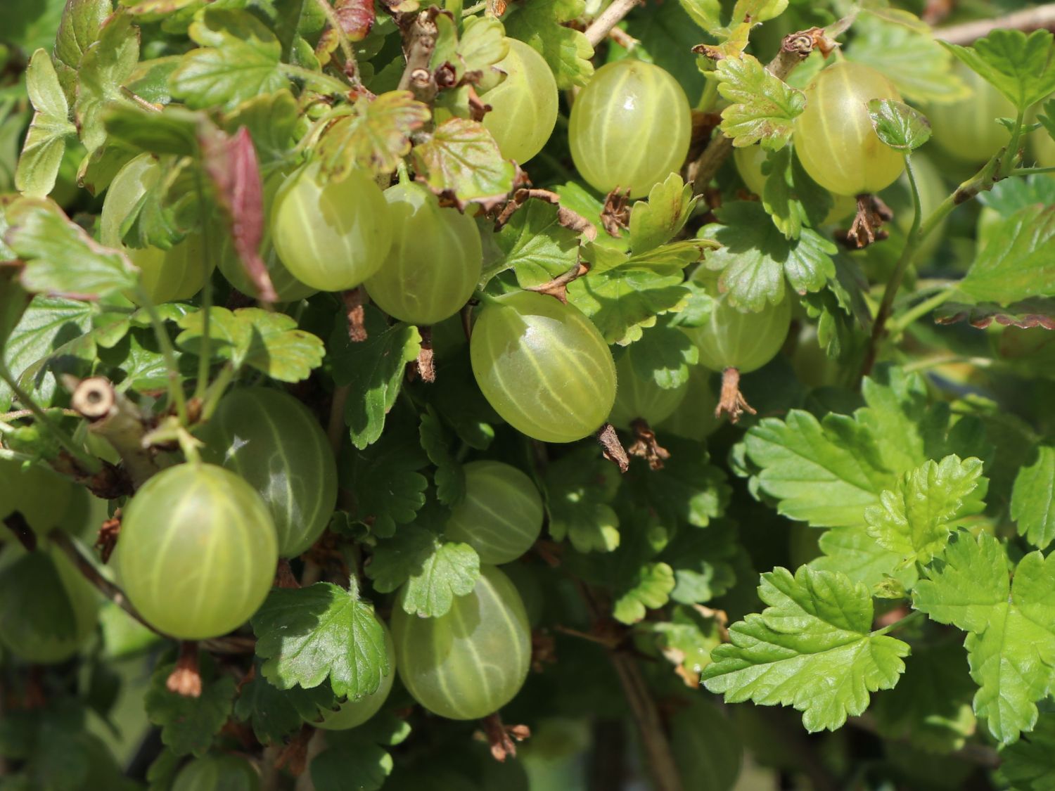 Stachelbeere 'Hinnonmäki gelb' - Ribes uva-crispa 'Hinnonmäki gelb' -  Baumschule Horstmann