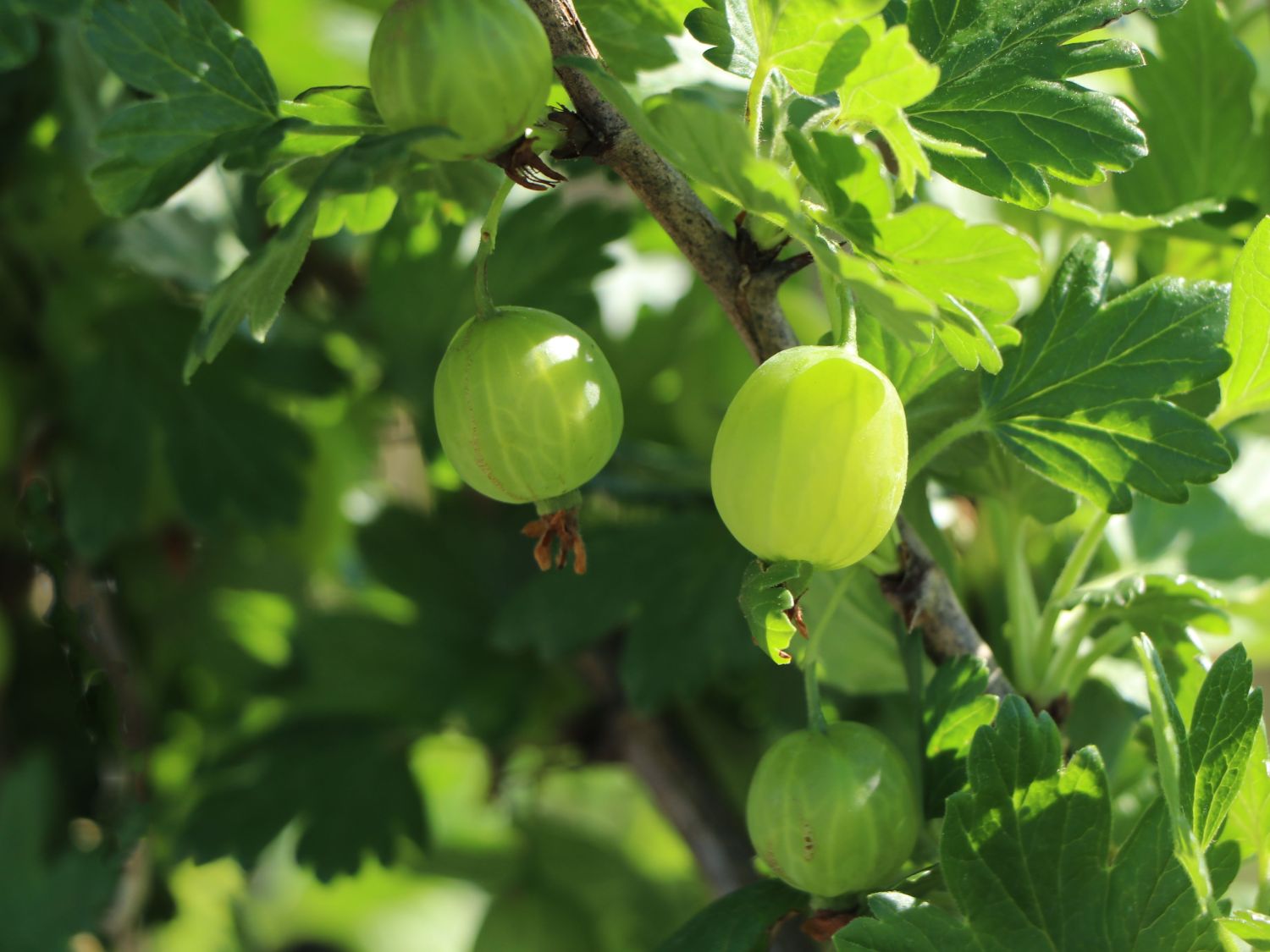 Stachelbeere 'Hinnonmäki grün' - Ribes uva-crispa 'Hinnonmäki grün' -  Baumschule Horstmann