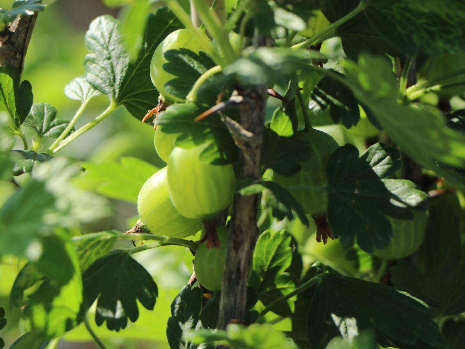 Stachelbeere 'Hinnonmäki grün' - Ribes uva-crispa 'Hinnonmäki grün' -  Baumschule Horstmann