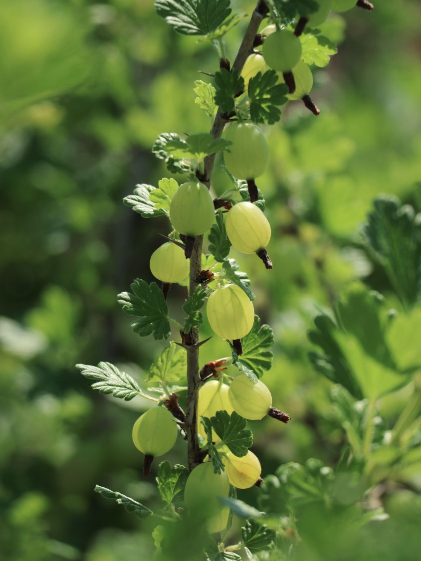 Stachelbeere 'Hinnonmäki grün' - Ribes uva-crispa 'Hinnonmäki grün' -  Baumschule Horstmann