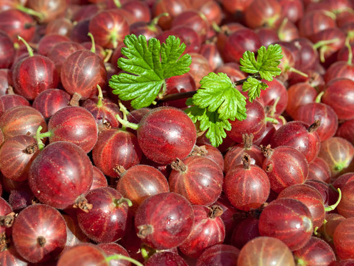 Stachelbeere \'Hinnonmäki rot\' - Ribes uva-crispa \'Hinnonmäki rot\' -  Baumschule Horstmann | Obstbäume & Gemüsepflanzen