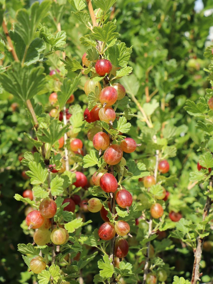 Stachelbeere 'Hinnonmäki rot' - Ribes uva-crispa 'Hinnonmäki rot' -  Baumschule Horstmann