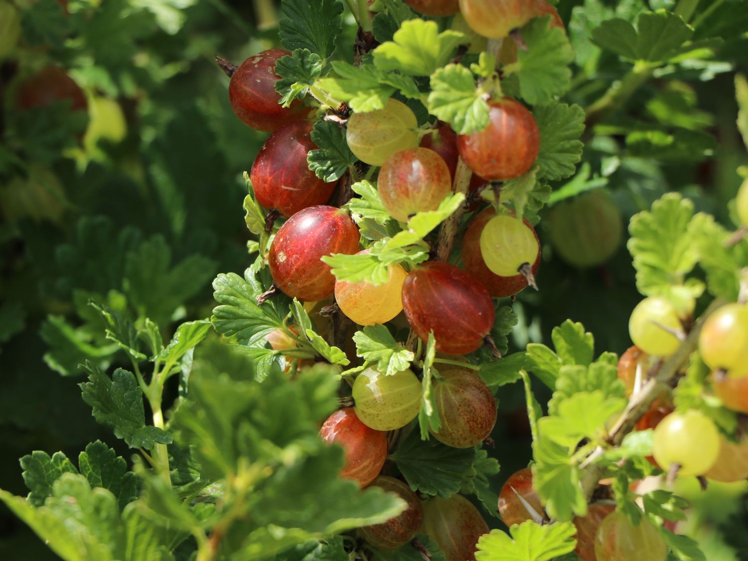 Stachelbeere 'Hinnonmäki rot' - Ribes uva-crispa 'Hinnonmäki rot' -  Baumschule Horstmann