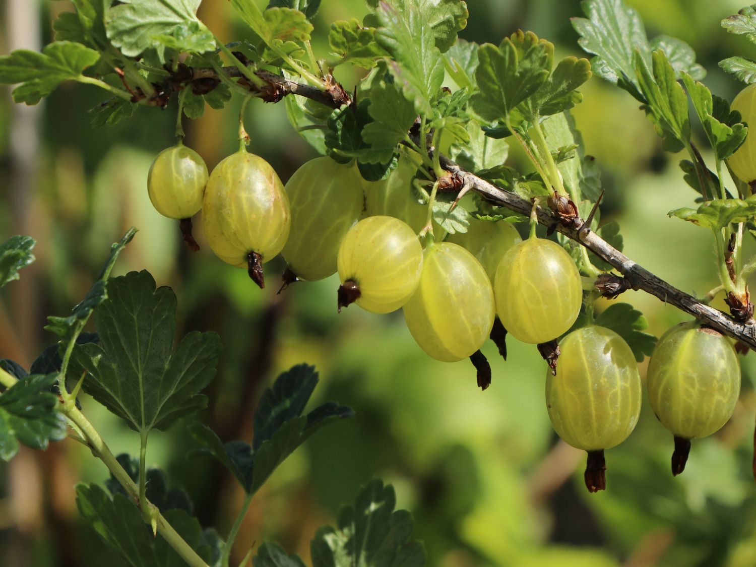 Stachelbeere 'Invicta' hellgrün - Ribes uva-crispa 'Invicta' - Baumschule  Horstmann