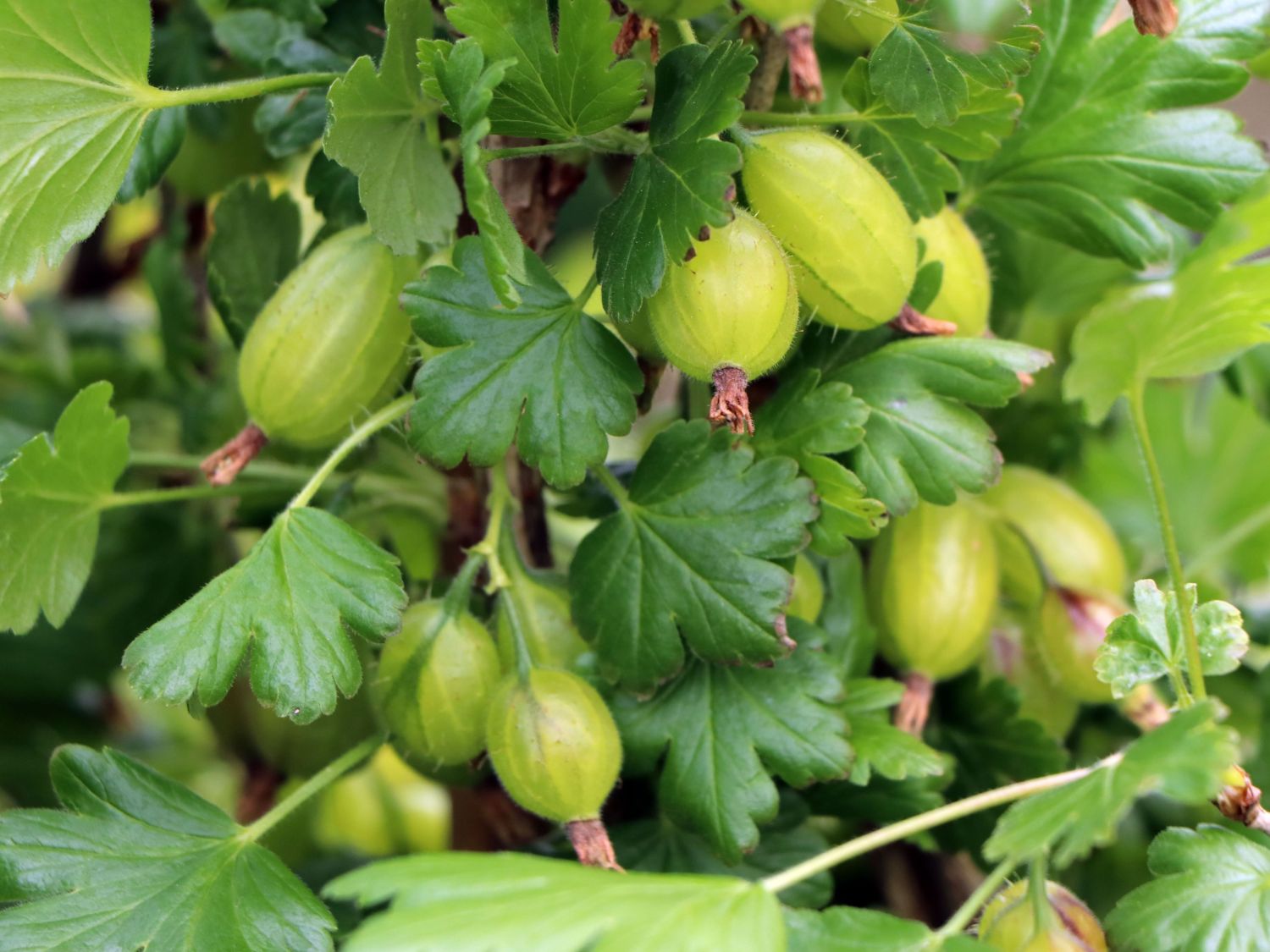 Stachelbeere 'Invicta' hellgrün - Ribes uva-crispa 'Invicta' - Baumschule  Horstmann