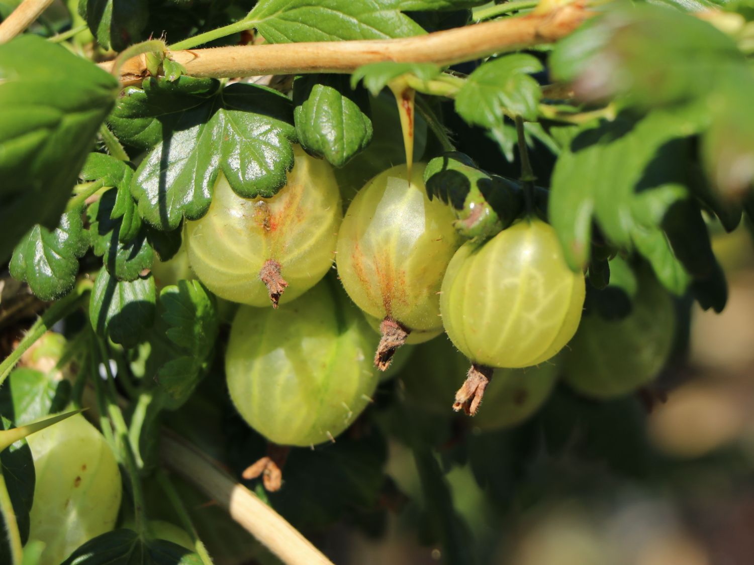 Stachelbeere 'Invicta' hellgrün - Ribes uva-crispa 'Invicta' - Baumschule  Horstmann