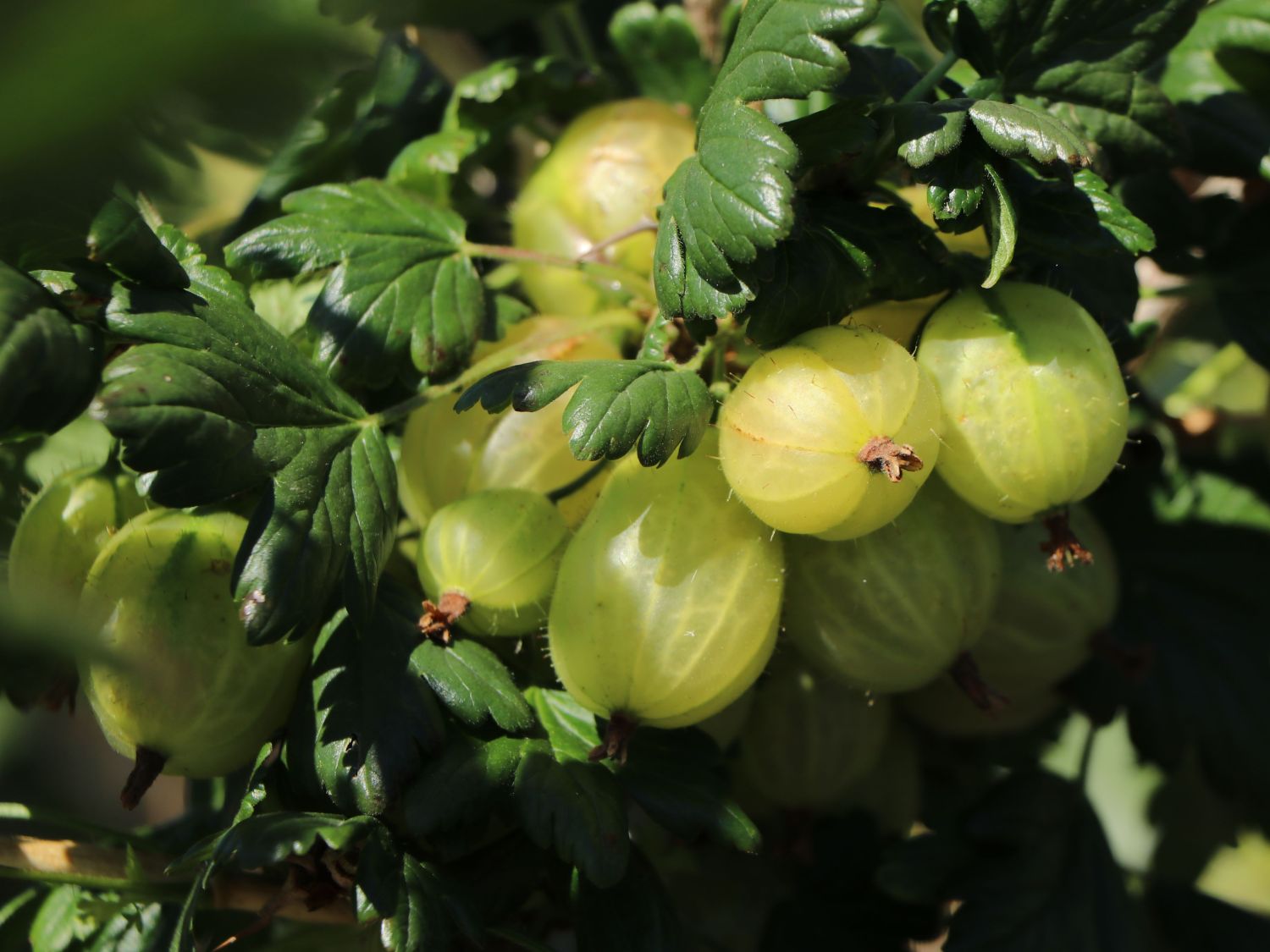 Stachelbeere 'Invicta' hellgrün - Ribes uva-crispa 'Invicta' - Baumschule  Horstmann