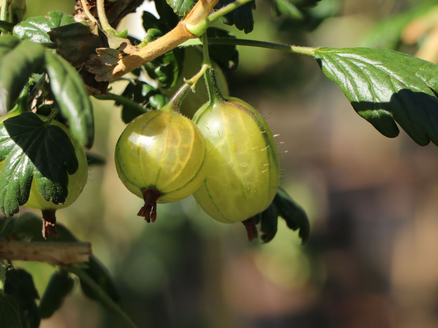 Stachelbeere 'Invicta' hellgrün - Ribes uva-crispa 'Invicta' - Baumschule  Horstmann
