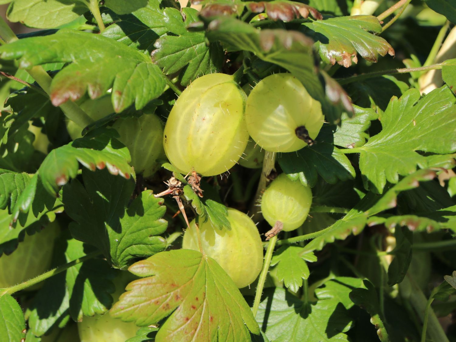 Stachelbeere 'Invicta' hellgrün - Ribes uva-crispa 'Invicta' - Baumschule  Horstmann