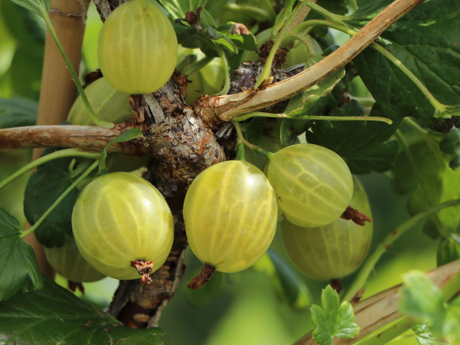 Stachelbeere &amp;#39;Resistenta&amp;#39; - Ribes uva-crispa &amp;#39;Resistenta&amp;#39; - Baumschule ...