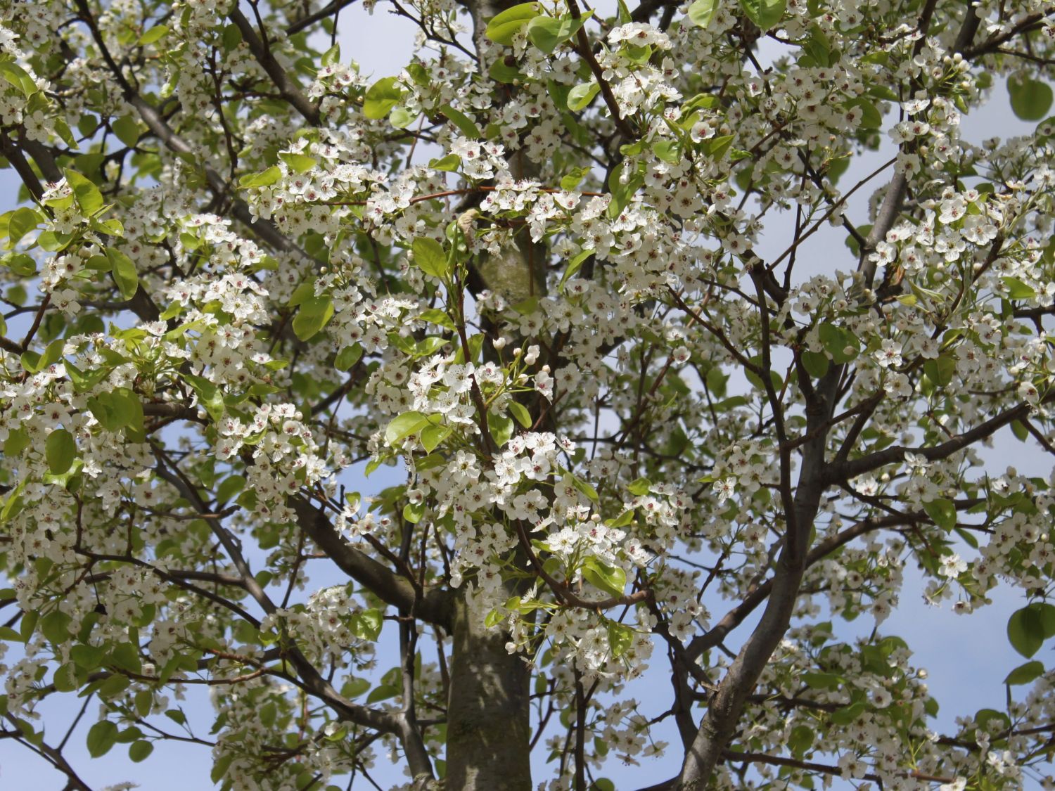 Stadtbirne 'Chanticleer' - Pyrus calleryana 'Chanticleer'