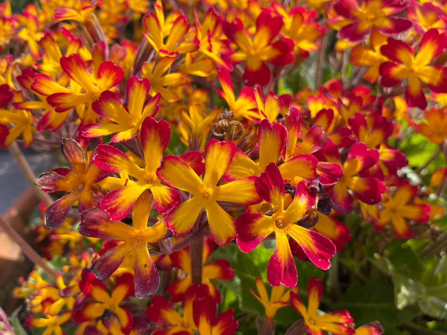 Schlüsselversteck Eichel – Flowers by Schouten