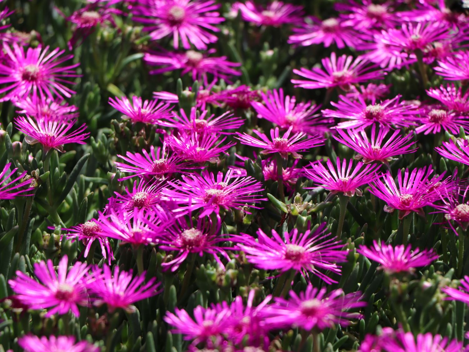 Stauden Mittagsblume Delosperma cooperi für Deinen Garten