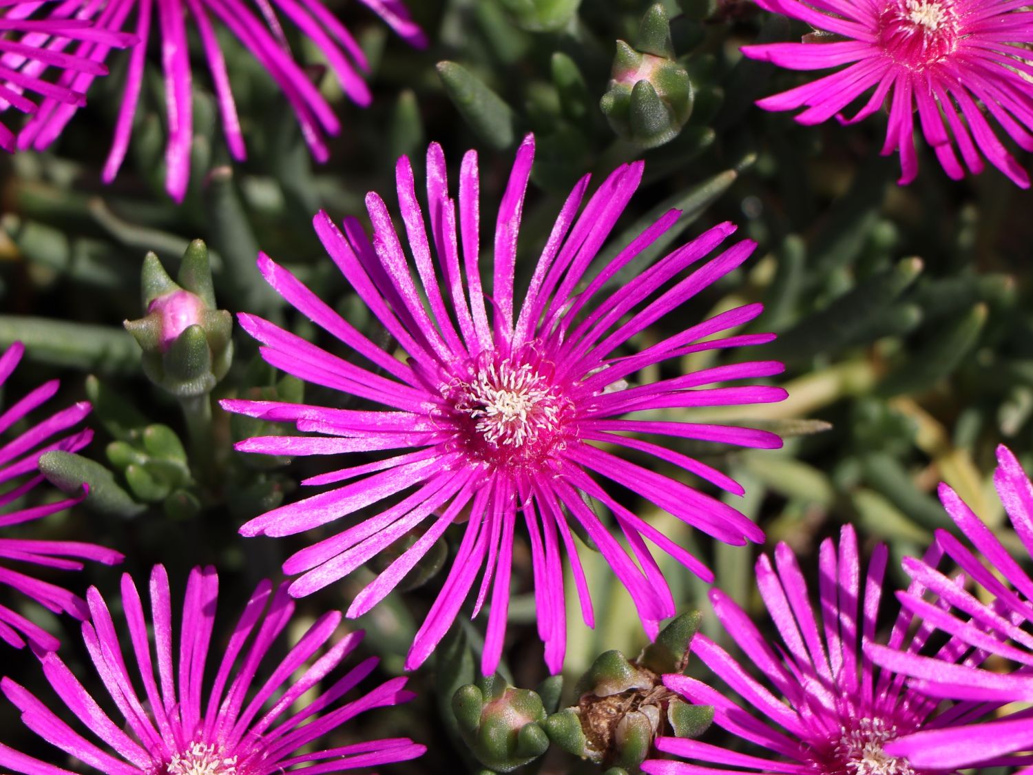 1x Stauden Pflanze Mittagsblümchen Delosperma PINK ZULU 