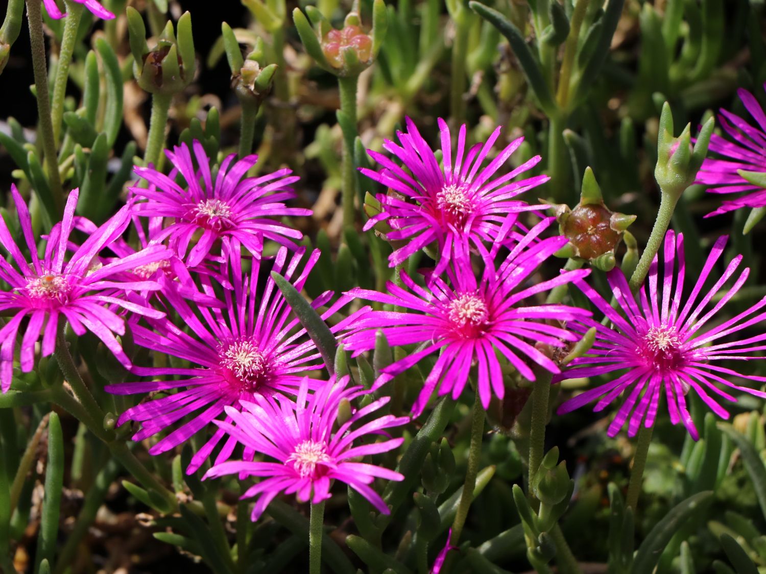 Mittagsblume Bilder: Zeichnen lernen mit der Mittagsblume