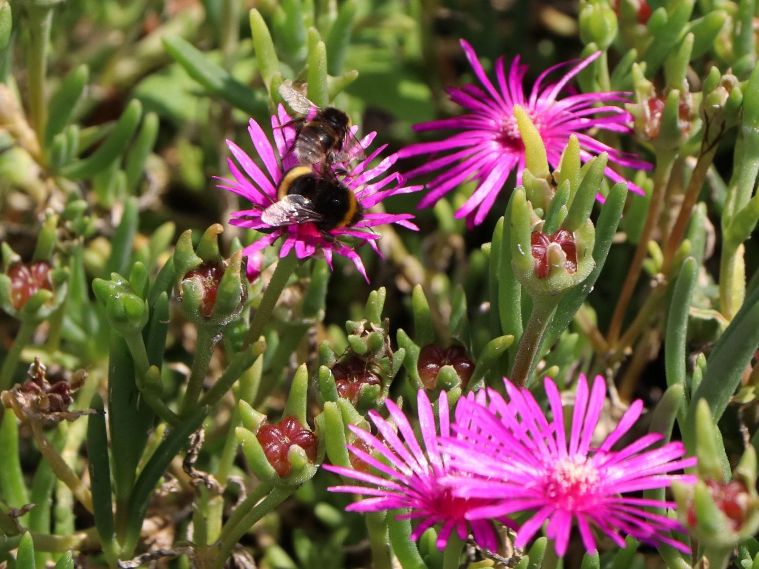 Stauden Mittagsblume (Delosperma cooperi) für Deinen Garten!