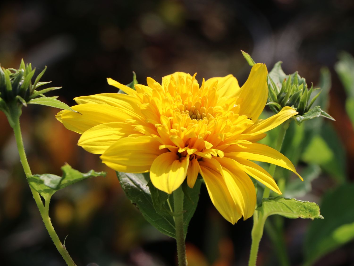 Stauden-Sonnenblume 'Double Whammy'