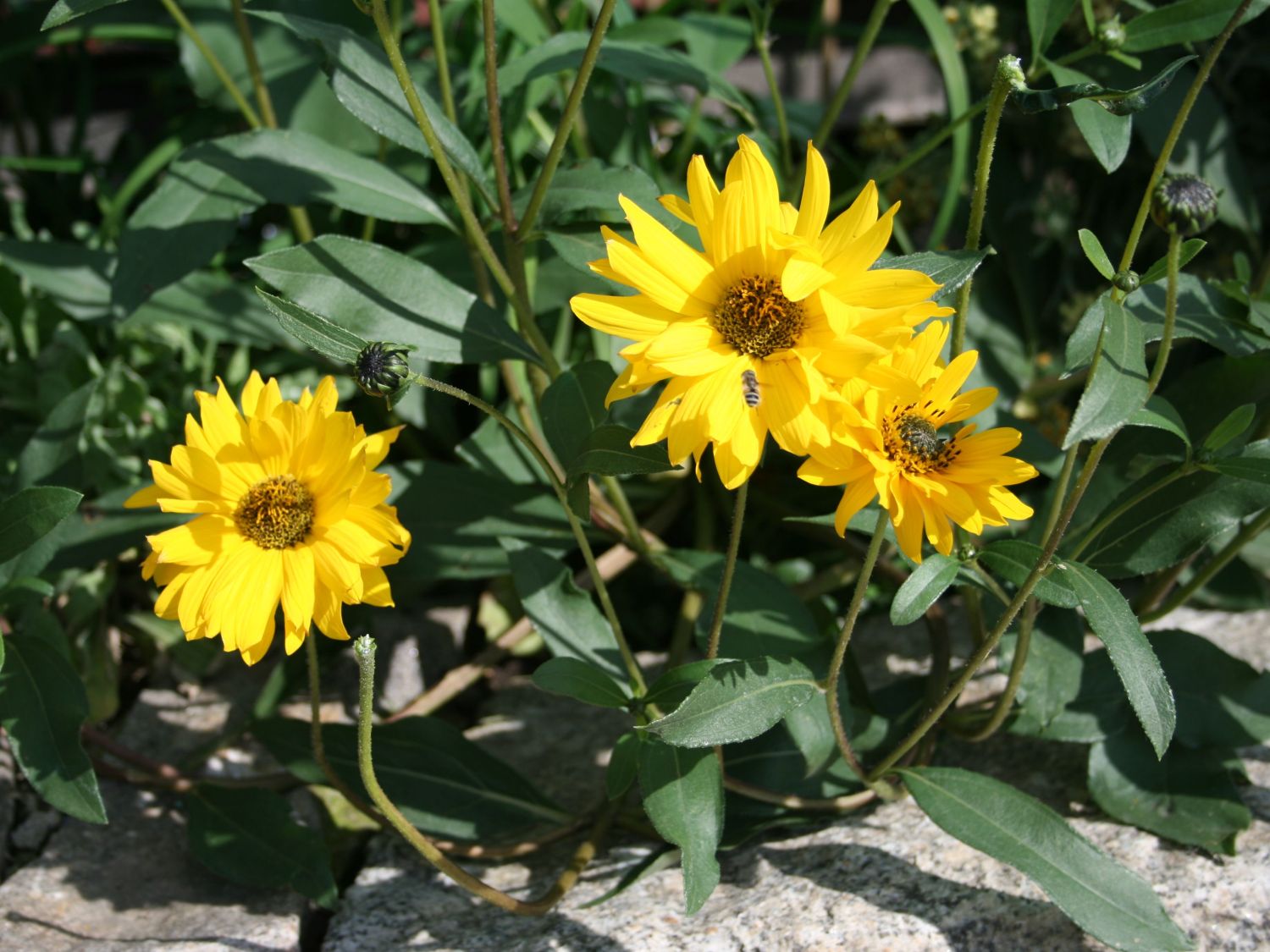 Helianthus annuus, Sonnenblume (Topfsonnenblume), Saisonpflanzen - Online  bestellen & kaufen - 1A Garten Ammer