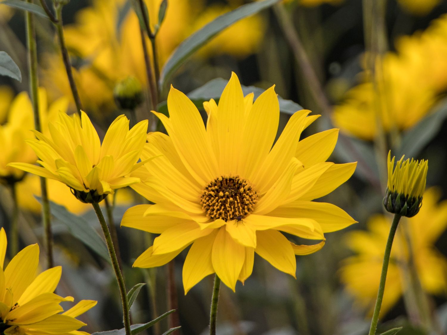 Stauden Sonnenblume Helianthus atrorubens für Deinen Garten