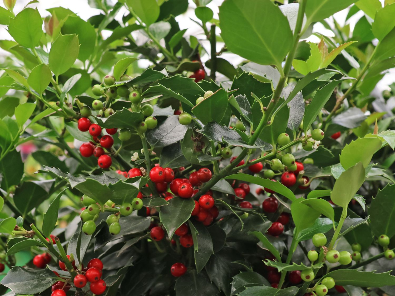 Stechpalme 'Blue Maid' - Ilex x meserveae 'Blue Maid' - Baumschule Horstmann