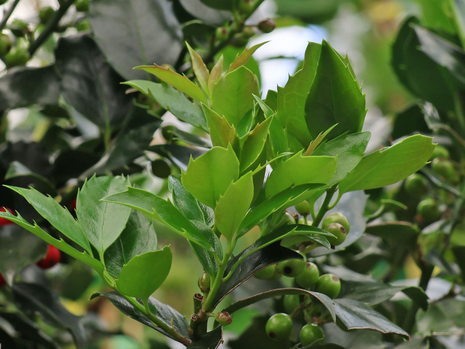 Stechpalme 'Blue Maid' - Ilex x meserveae 'Blue Maid' - Baumschule Horstmann