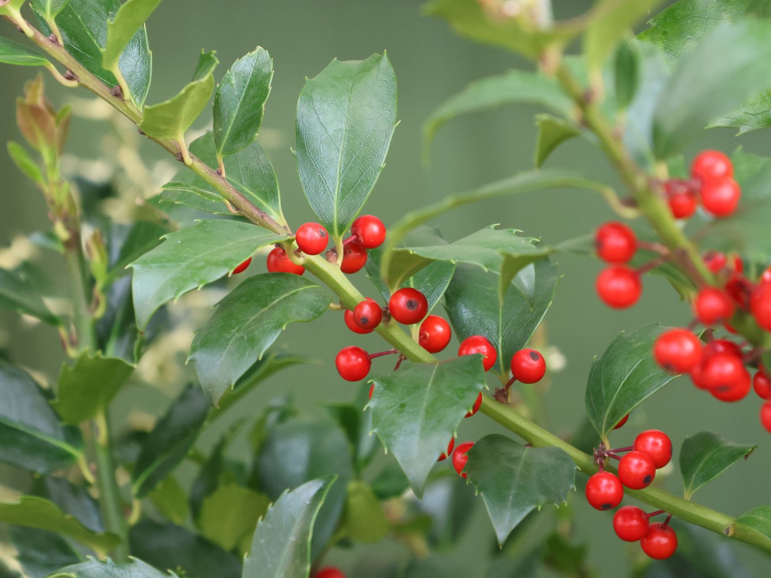 Stechpalme 'Blue Maid' - Ilex x meserveae 'Blue Maid' - Baumschule Horstmann