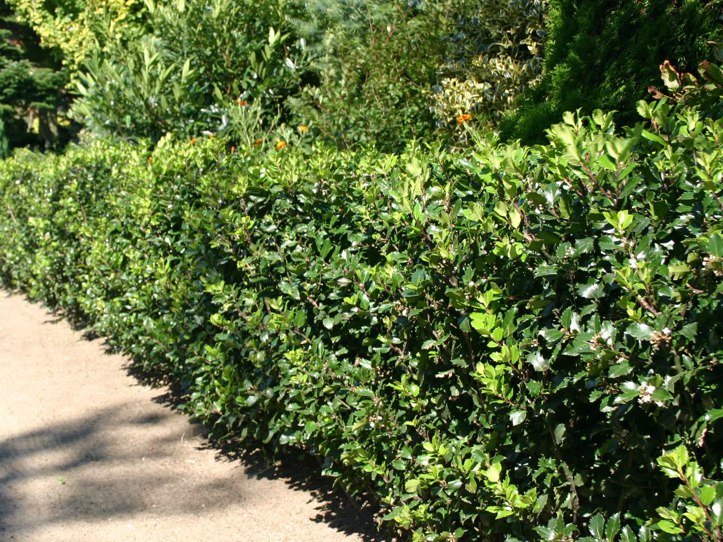 Befruchter der Heckenfee Stechpalme Heckenstar immergrün männlich schnittverträglich 40-60cm Pflanzen in Top Qualität Ilex meservae Hecken-Pflanze von Garten Schlüter