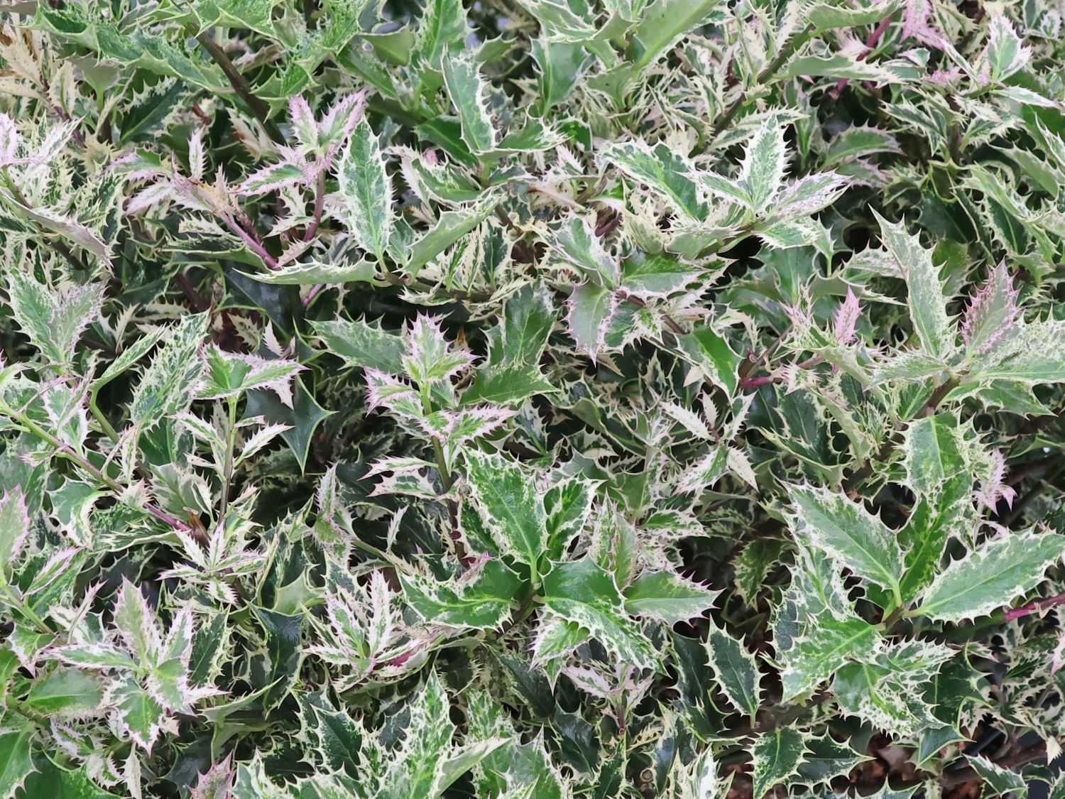 podocarpus lawrencei red tip *RETAIL main image 1