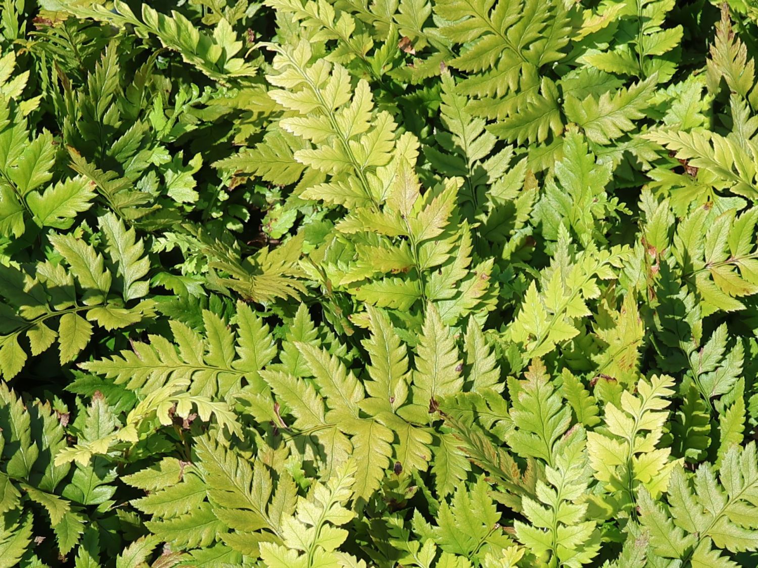 Steifer Bärentatzenfarn - Polystichum rigens