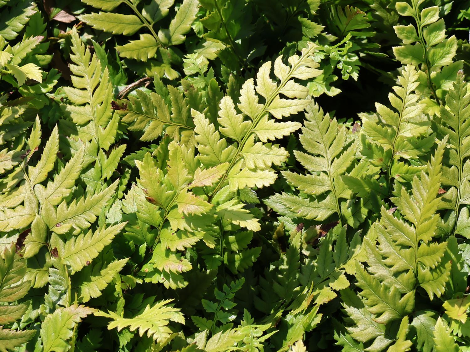 Steifer Brentatzenfarn (Polystichum rigens) fr Deinen Garten!