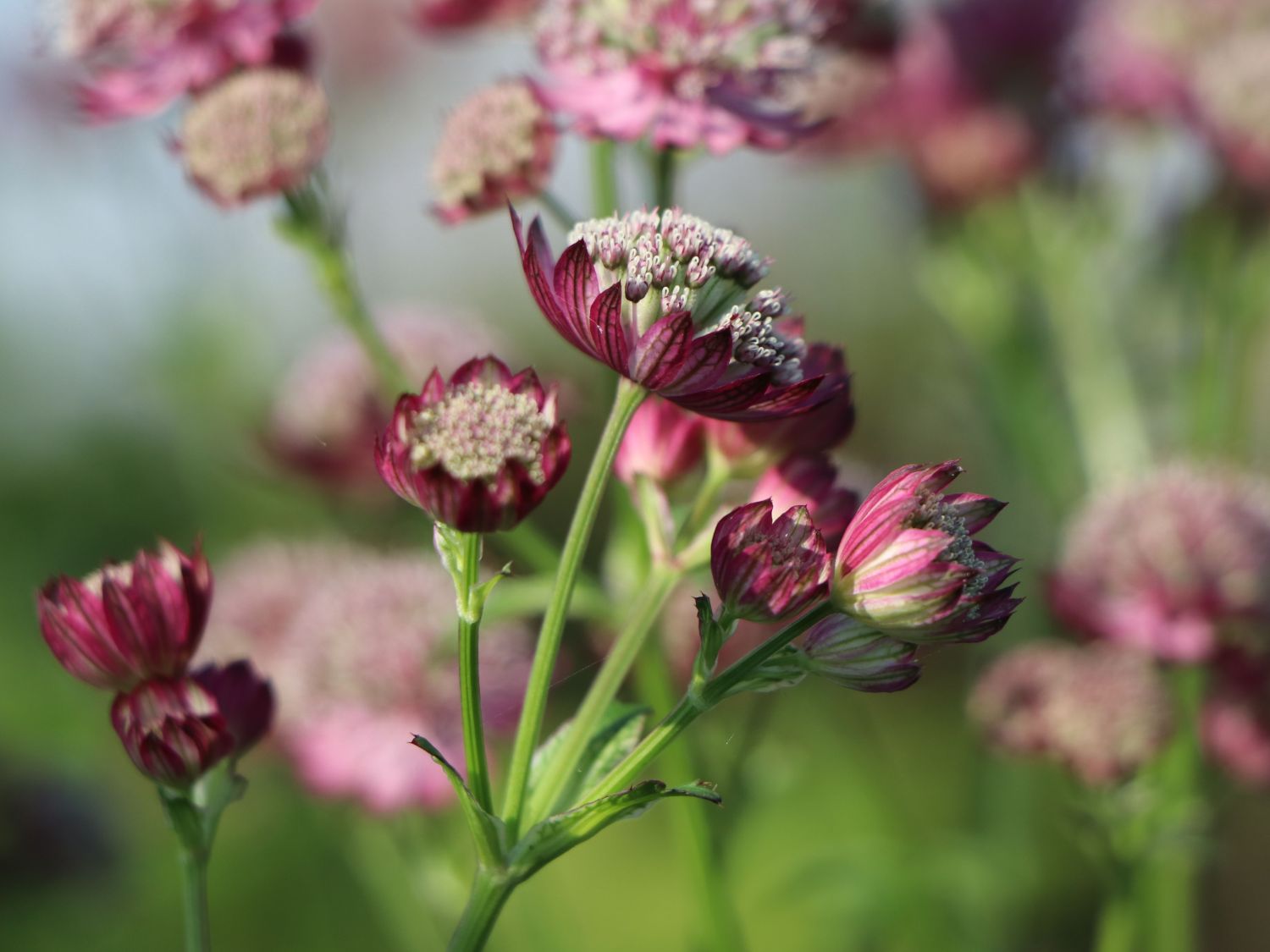 Sterndolde Ruby Cloud Finde Deine Neue Staude Online Ratgeber Sterndolde Ruby Cloud Finde Deine Neue Staude Online Ratgeber