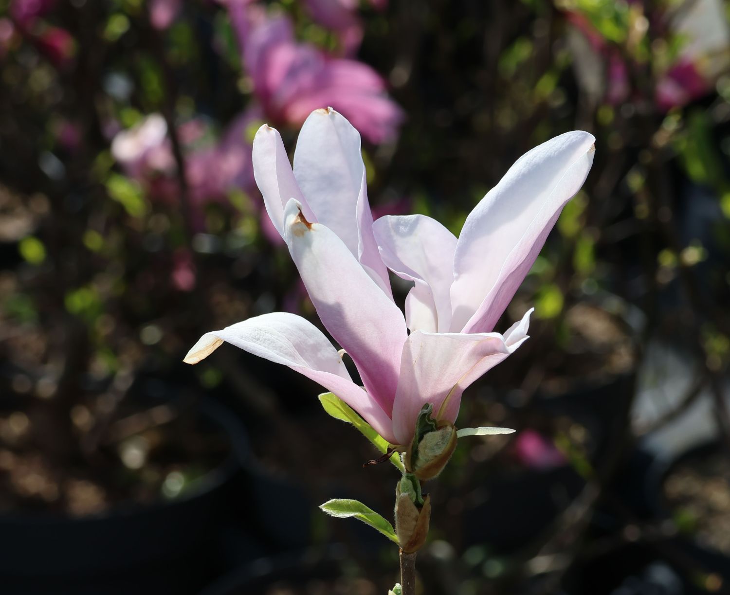 Sternmagnolie 'George Henry Kern' - Magnolia stellata 'George Henry Kern' -  Baumschule Horstmann