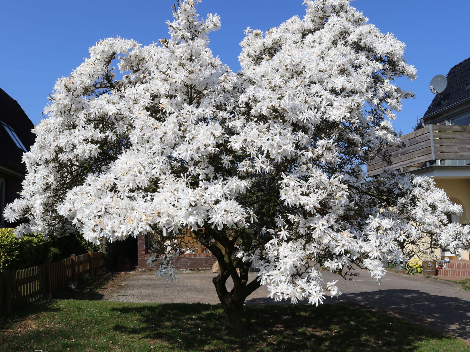 Magnolia stellata 120-150 Magnolie Sternmagnolie weiße Blüten Magnolienbaum 