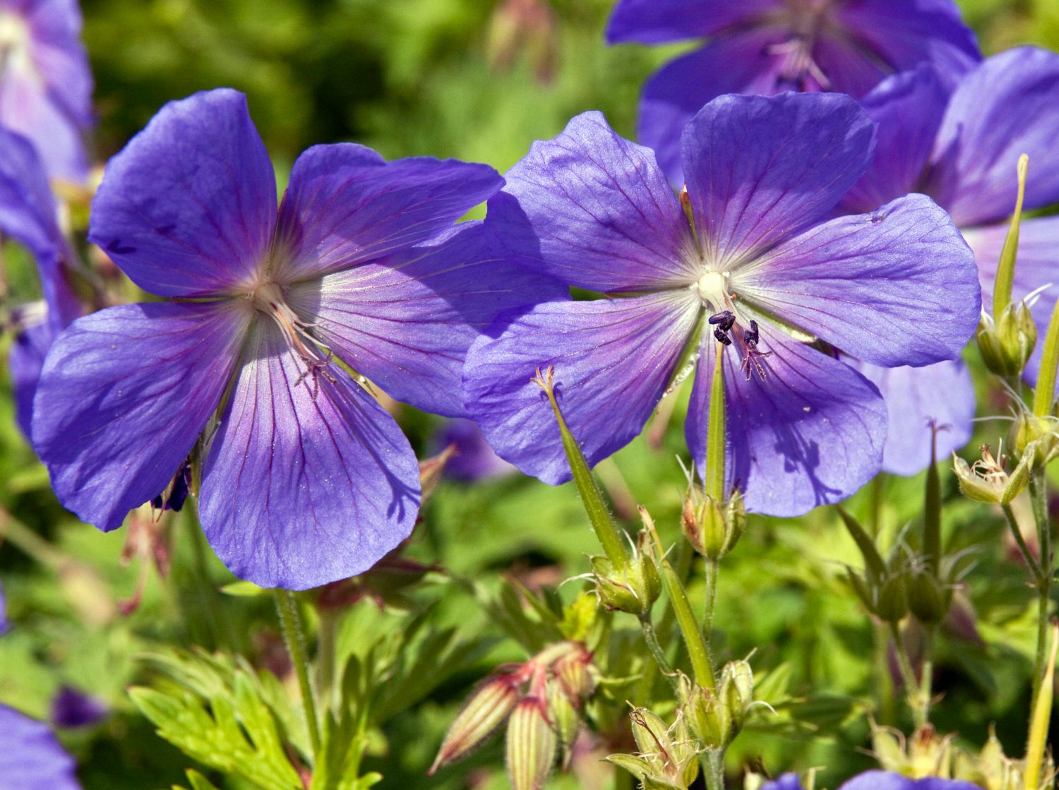 Himalaya-Storchschnabel 'Baby Blue' - Beste Sorten & Stauden-Wissen