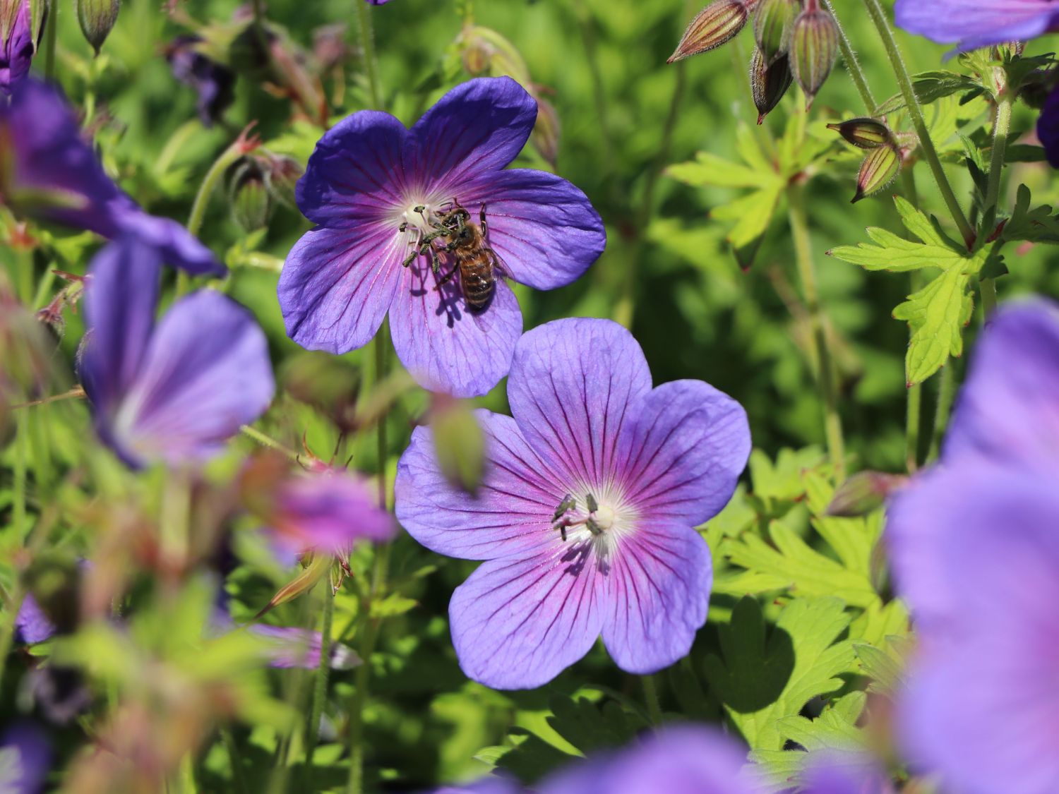Storchschnabel Gravetye viele große violettblaue Blüten 