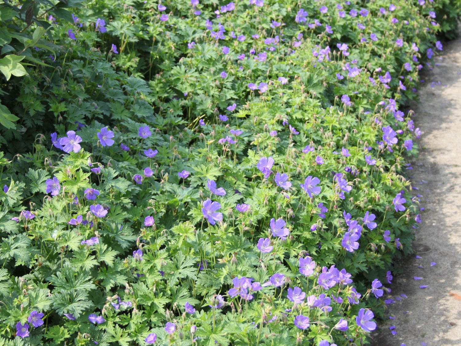 Storchschnabel Johnsons Blue Geranium Pratense Johnsons Blue Storchschnabel Johnsons Blue Geranium Pratense Johnsons Blue