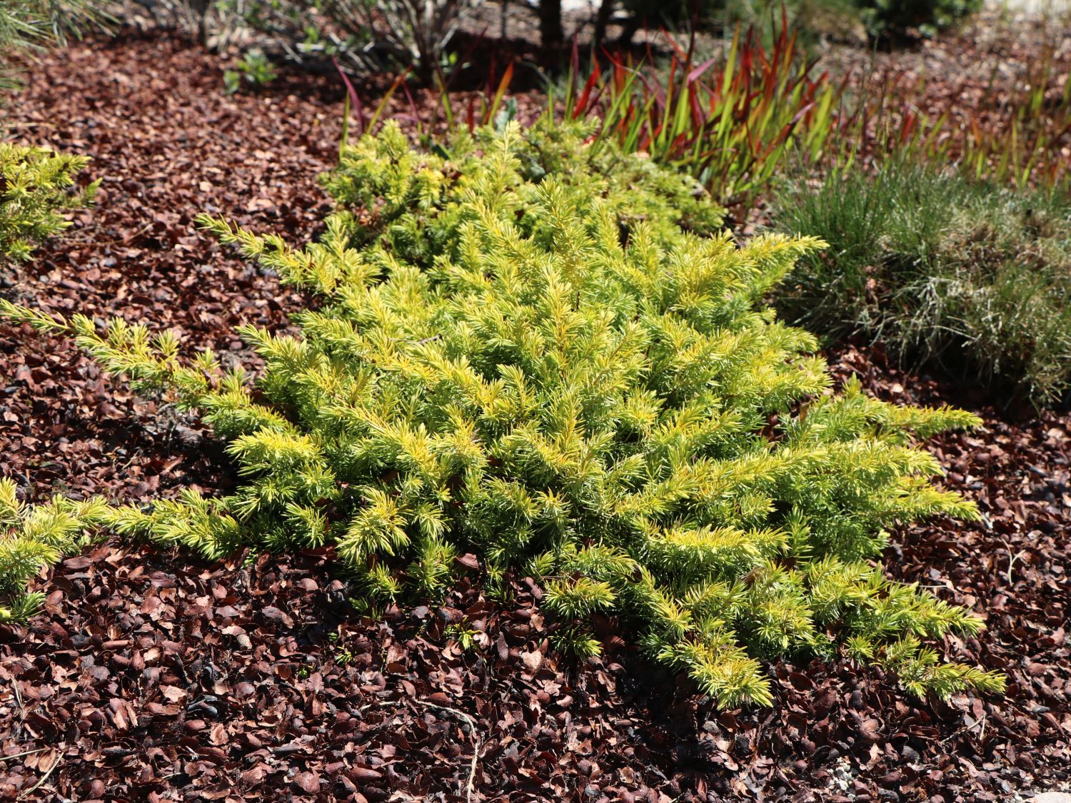 Strand-Wacholder 'Allgold' - Juniperus conferta 'Allgold' - Baumschule  Horstmann