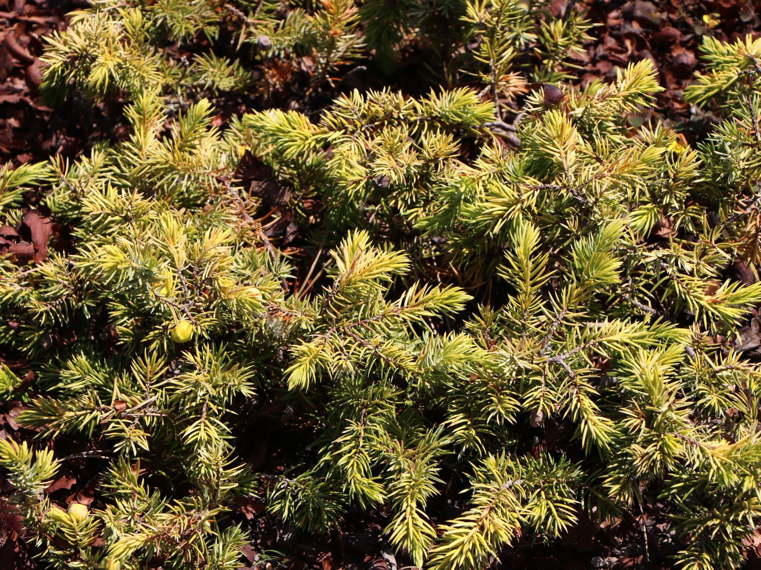 Strand-Wacholder 'Allgold' - Juniperus conferta 'Allgold' - Baumschule  Horstmann