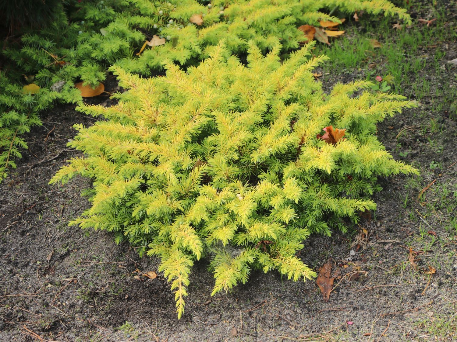 Strand-Wacholder 'Allgold' - Juniperus conferta 'Allgold' - Baumschule  Horstmann